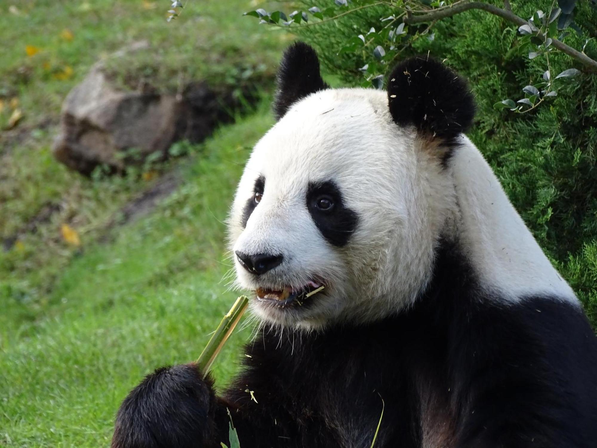 Trainefeuilles - Chambres D'Hotes Proche Zoo De Beauval Le Controis-en-Sologne Экстерьер фото