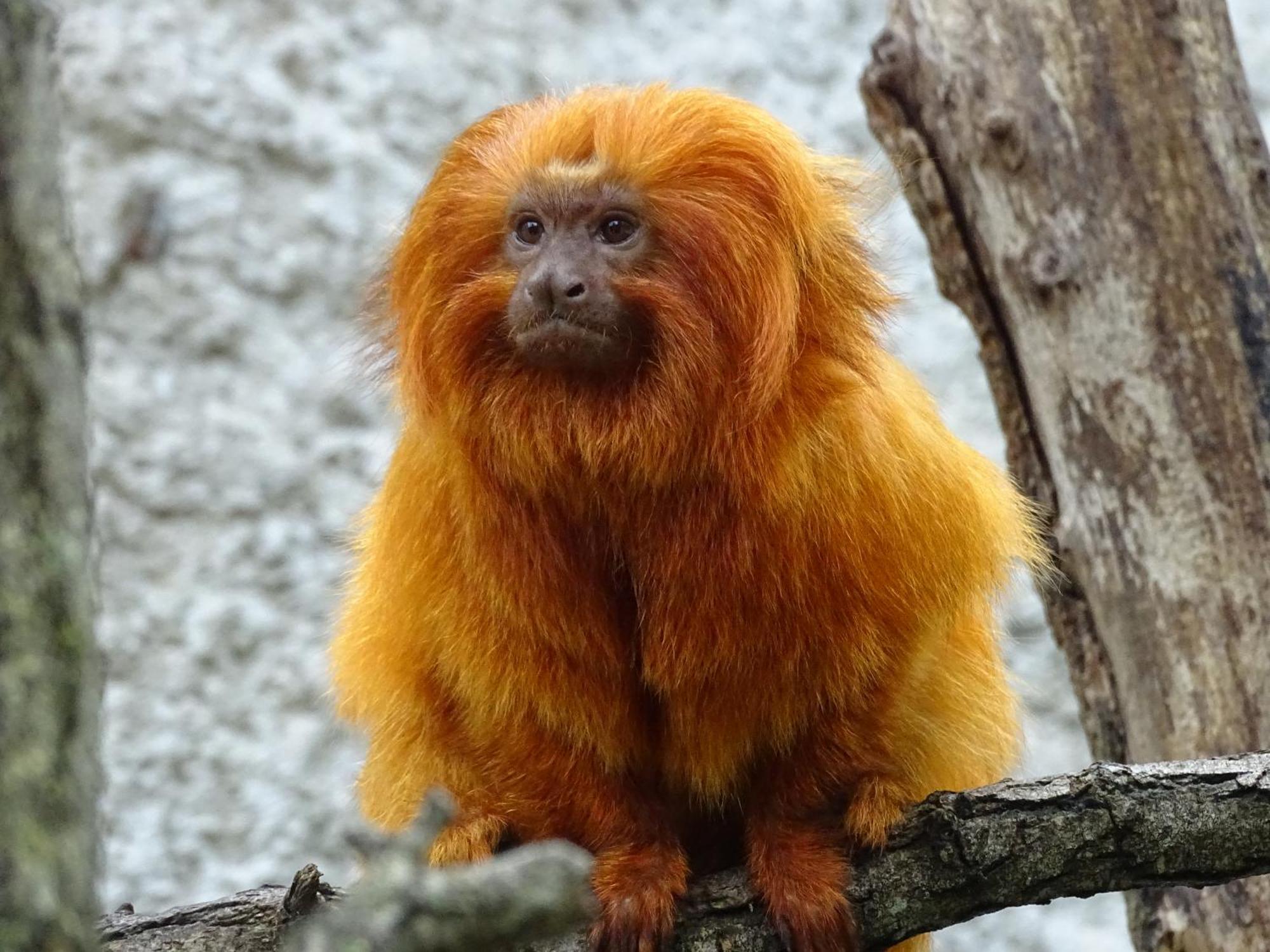 Trainefeuilles - Chambres D'Hotes Proche Zoo De Beauval Le Controis-en-Sologne Экстерьер фото