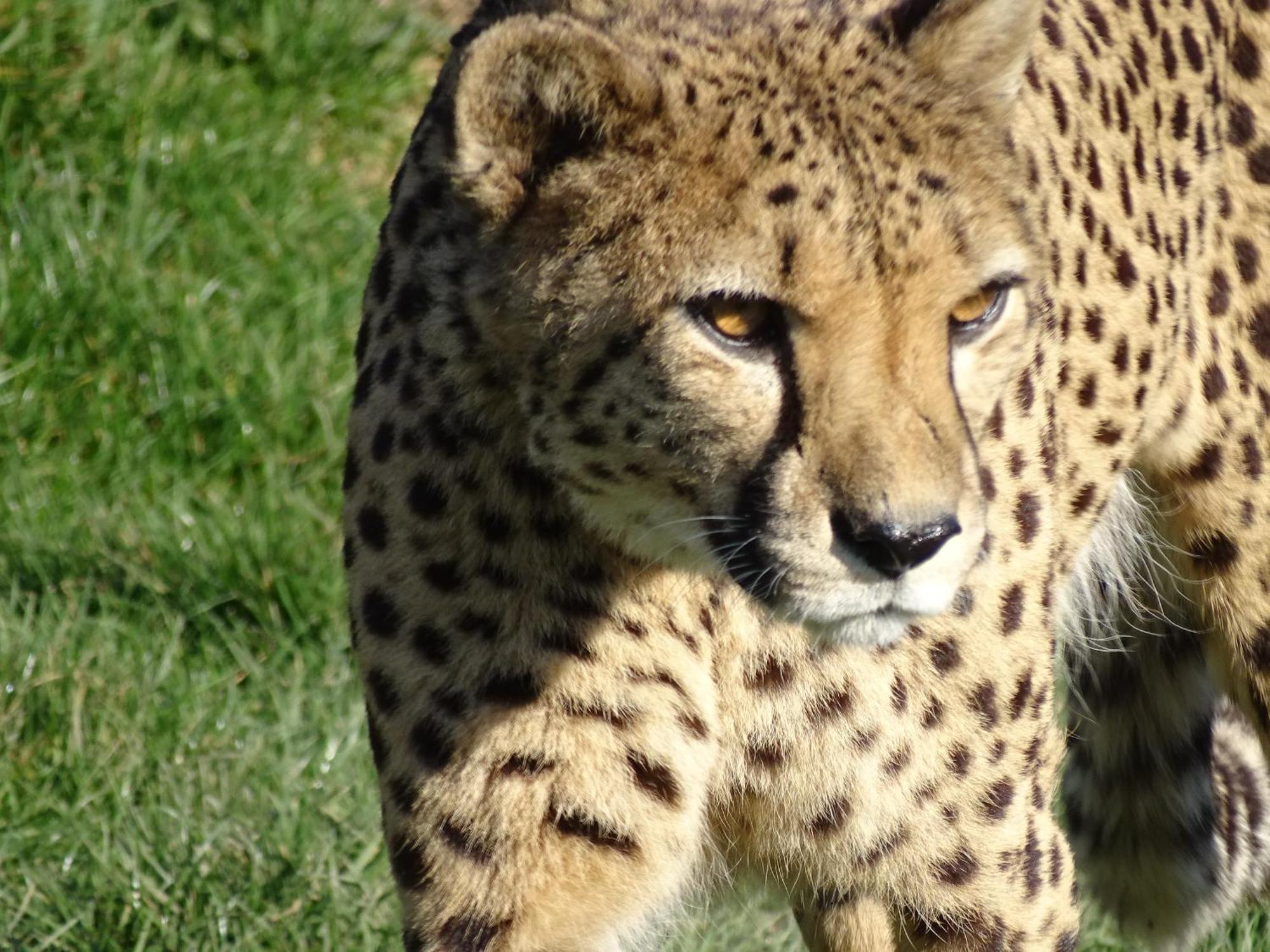 Trainefeuilles - Chambres D'Hotes Proche Zoo De Beauval Le Controis-en-Sologne Экстерьер фото